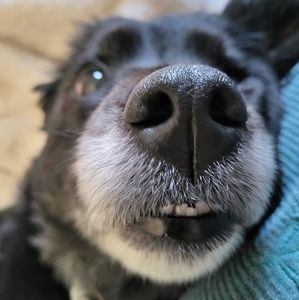 Meet your Posher, Tara